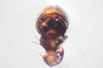 <i>Ozyptila claveata</i>