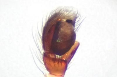 <i>Salticus zebraneus</i>