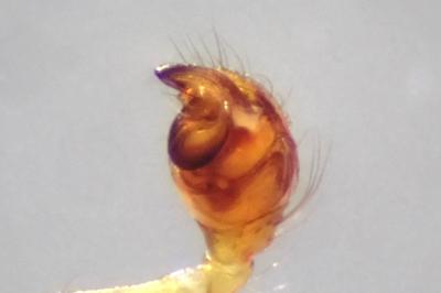 <i>Parasteatoda simulans</i>