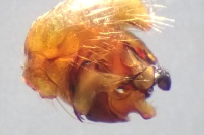 <i>Araneus sturmi</i>