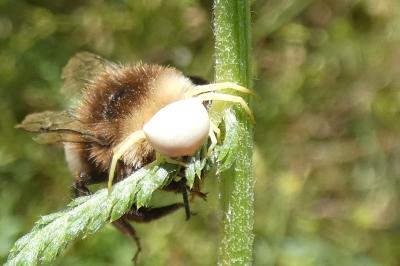 <i>Thomisus onustus</i>