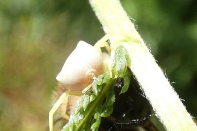 <i>Thomisus onustus</i>