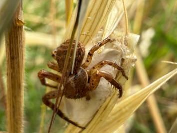 <i>Xysticus</i>