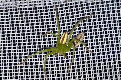 Micrommata virescens