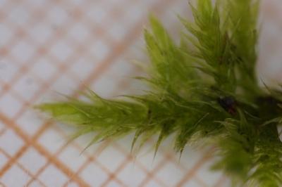 <i>Homalothecium sericeum</i>