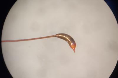 <i>Hypnum cupressiforme</i>
