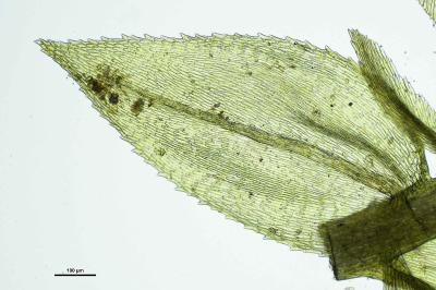 <i>Oxyrrhynchium hians</i>