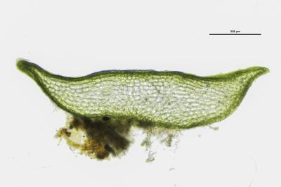 <i>Aneura pinguis</i>