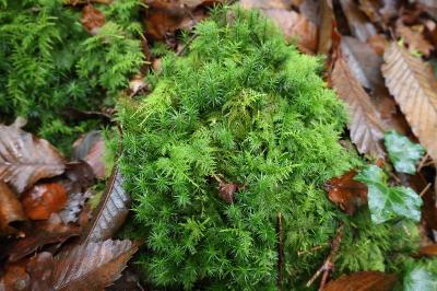 <i>Thuidium tamariscinum</i>