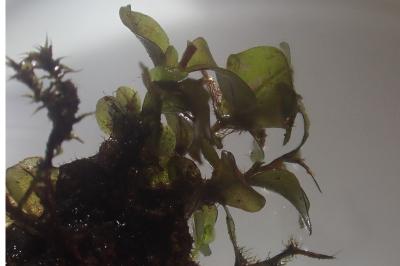 <i>Rhizomnium punctatum</i>