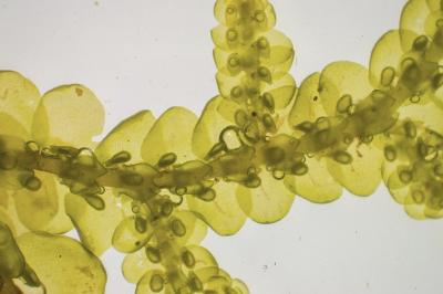 <i>Frullania tamarisci</i>