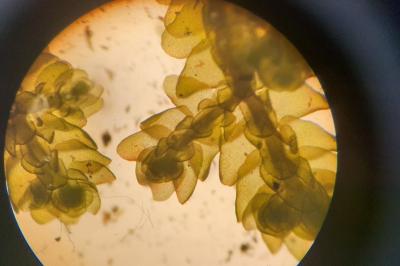 <i>Porella platyphylla</i>