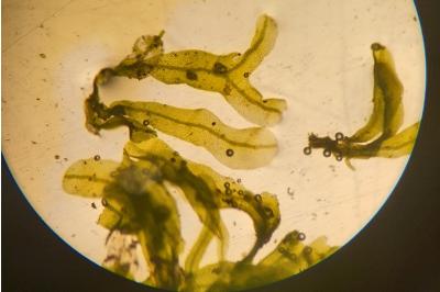 <i>Metzgeria furcata</i>