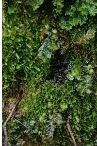 <i>Scapania nemorea</i>