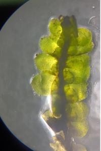 <i>Scapania nemorea</i>