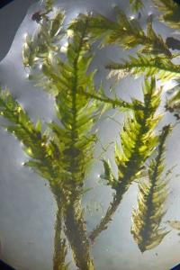 <i>Pseudotaxiphyllum elegans</i>