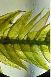 <i>Pseudotaxiphyllum elegans</i>