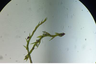 <i>Pseudotaxiphyllum elegans</i>