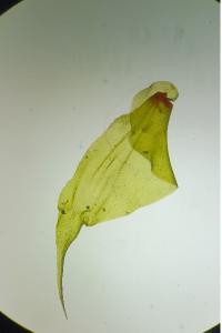 <i>Loeskeobryum brevirostre</i>