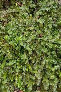 <i>Plagiochila porelloides</i>