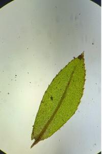 <i>Mnium hornum</i>
