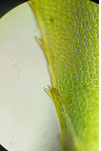 <i>Mnium hornum</i>
