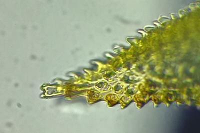 <i>Thuidium assimile</i>