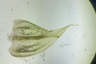 <i>Thuidium assimile</i>