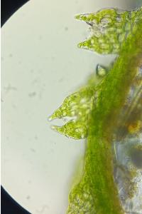 <i>Cephaloziella baumgartneri</i>