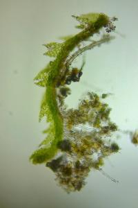 <i>Cephaloziella baumgartneri</i>