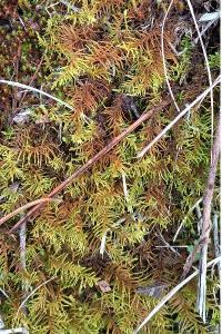 <i>Abietinella abietina</i>