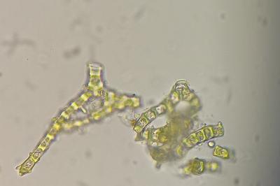 <i>Abietinella abietina</i>