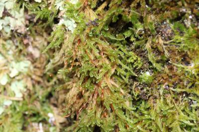 <i>Hypnum cupressiforme</i>