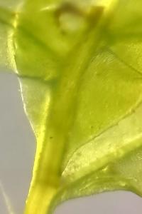 <i>Plagiomnium</i>