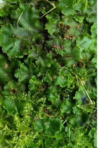 <i>Marchantia polymorpha</i>