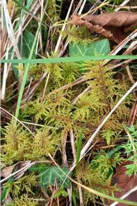 <i>Hylocomium splendens</i>