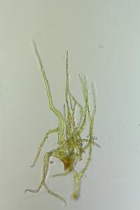 <i>Hylocomium splendens</i>