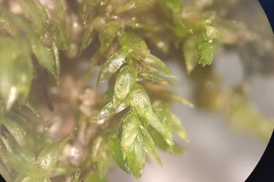 <i>Rhynchostegium confertum</i>