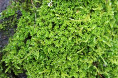 <i>Dialytrichia saxicola</i>