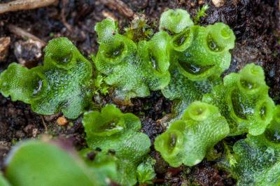 <i>Lunularia cruciata</i>