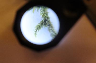 <i>Hypnum cupressiforme</i>