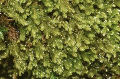 <i>Plagiochila porelloides</i>