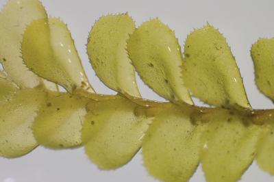 <i>Plagiochila porelloides</i>