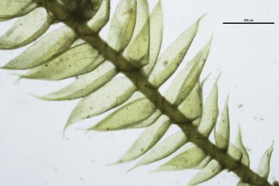 <i>Pseudotaxiphyllum elegans</i>