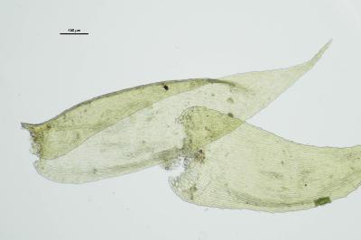 <i>Pseudotaxiphyllum elegans</i>
