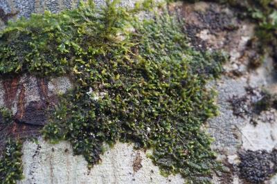 <i>Radula complanata</i>