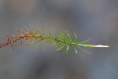 <i>Polytrichum formosum</i>