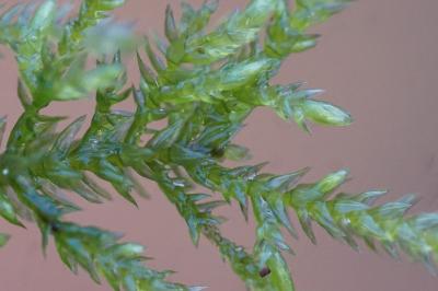 Thamnobryum alopecurum