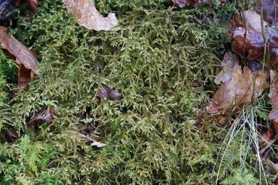 <i>Loeskeobryum brevirostre</i>