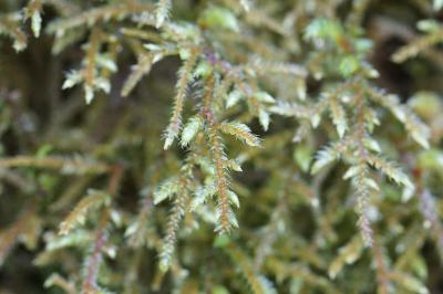 <i>Loeskeobryum brevirostre</i>
